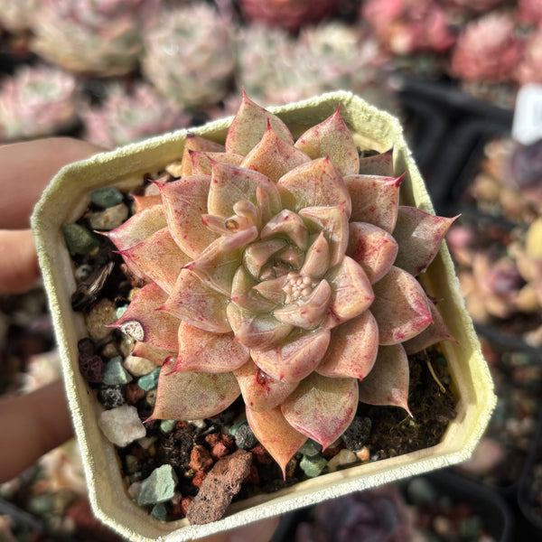Echeveria Pink Planet 粉色星球 - with dark lines, Succulent Delight 2026 new hybrid