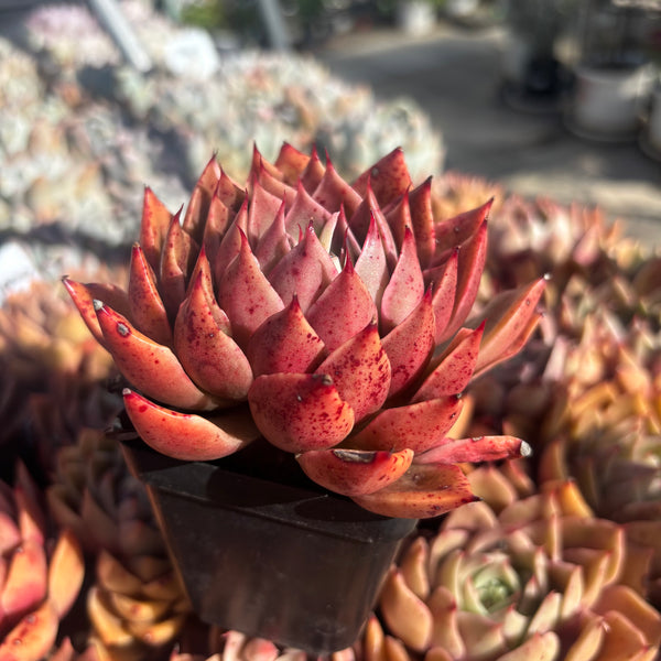 Echeveria Feet of Flames 火焰之舞