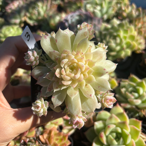 Get the same Echeveria Mulgan sp cluster No. 3