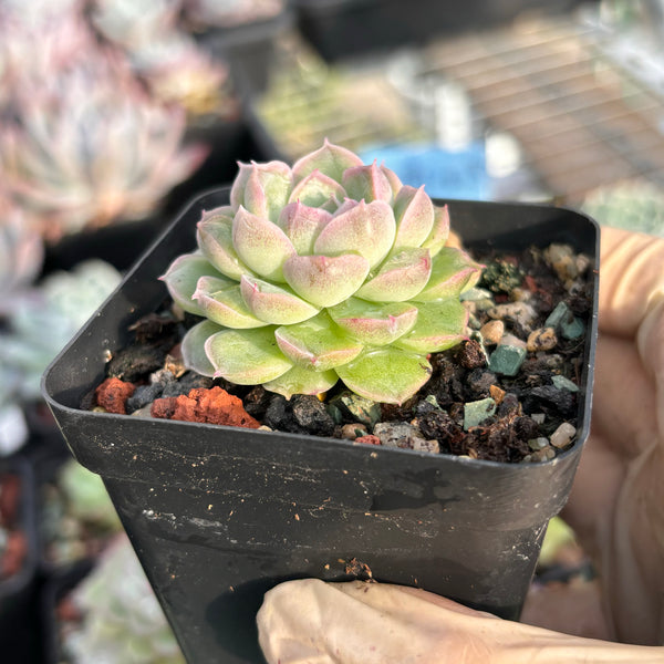 Echeveria Snow White 白雪公主 Succulents Delight New Hybrid