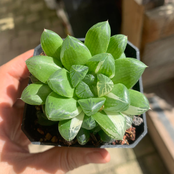 Haworthia Cooperi sp Suzhou cluster (no variegation) 苏州玉露锦（退锦）