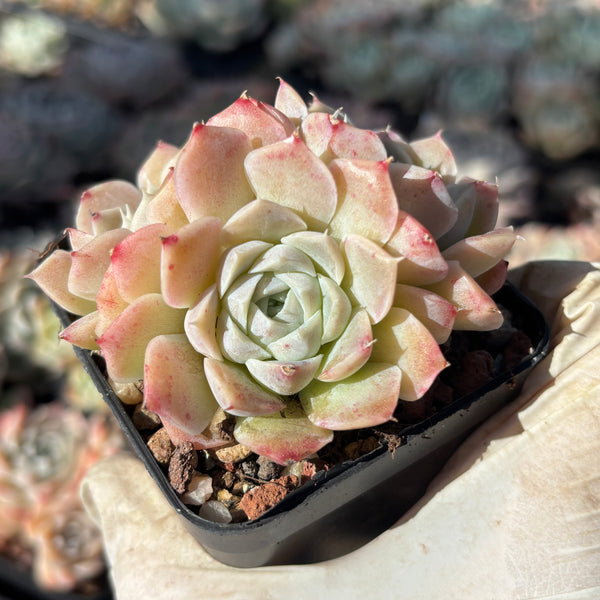 Echeveria Queen of Silversea 银海女王