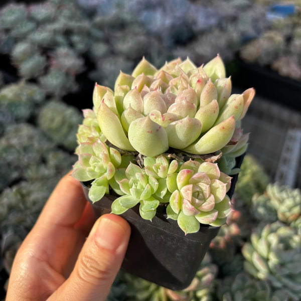 Get the same Echeveria Snow Princess sp cluster No. 5