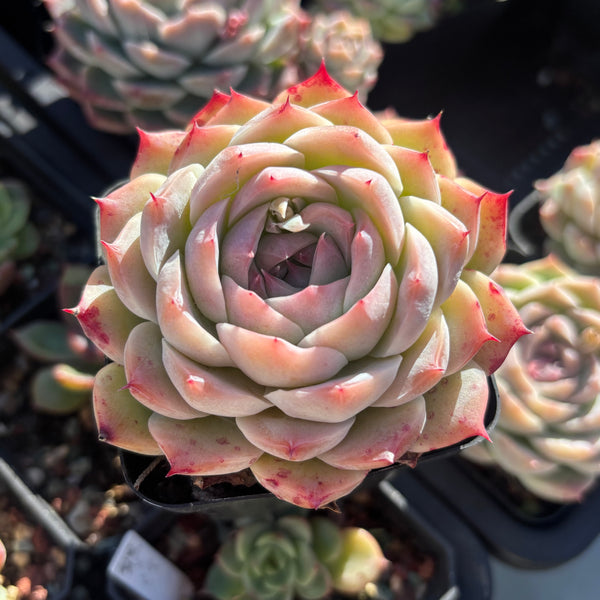 Echeveria Nocturne 夜曲 - Succulents Delight New Hybrid