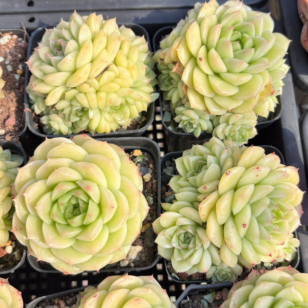 Echeveria Crystal Malgan 水晶麦秆 Succulent Delight new hybrid