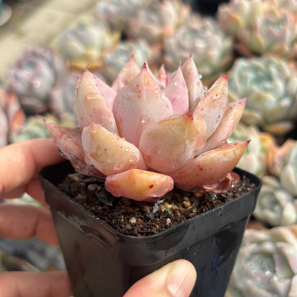 Echeveria Perfect Lover 完美恋人 Succulent Delight New Hybrid