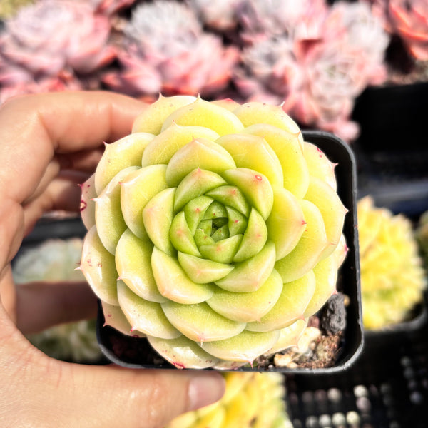 Echeveria Crystal Malgan 水晶麦秆 Succulent Delight new hybrid