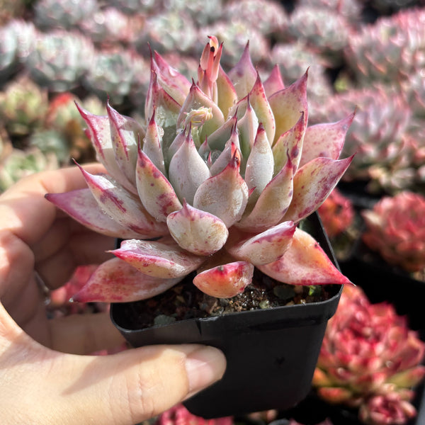 Echeveria Katarina 卡特琳娜  - Succulents Delight New Hybrid
