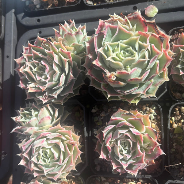 Echeveria Simulans Ascension 蓝丝绒