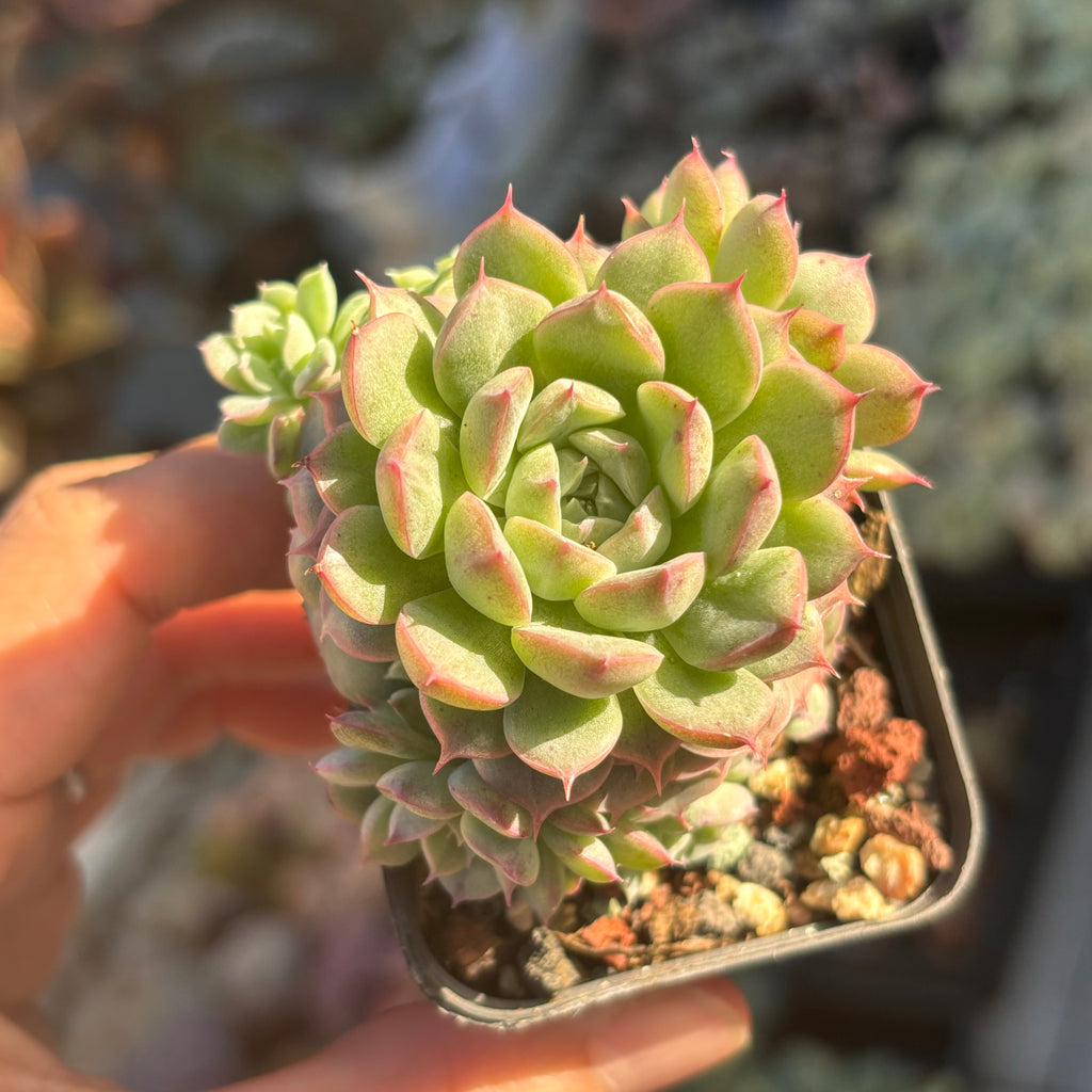 sea urchin succulent Echeveria Sea Urchin 海胆– Succulents Delight