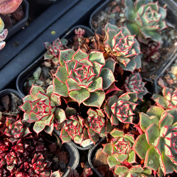 Echeveria Halo 光晕