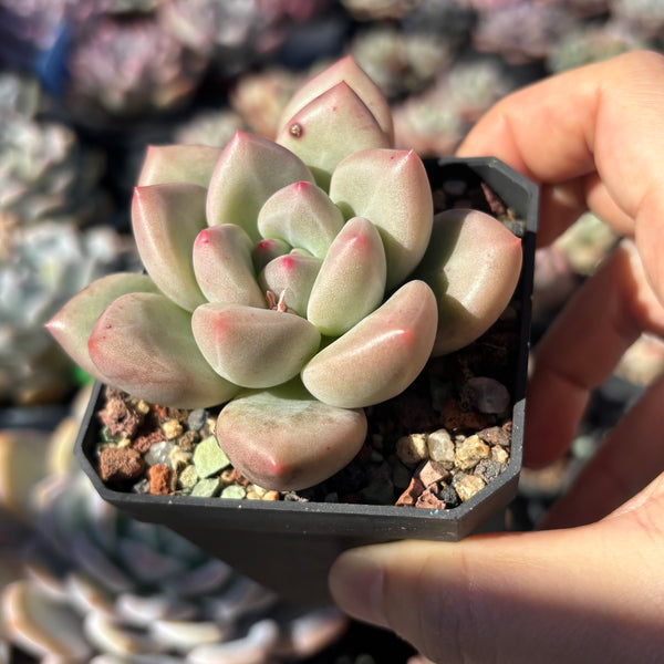 Echeveria White Champagne 白香槟 Succulent Delight new hybrid