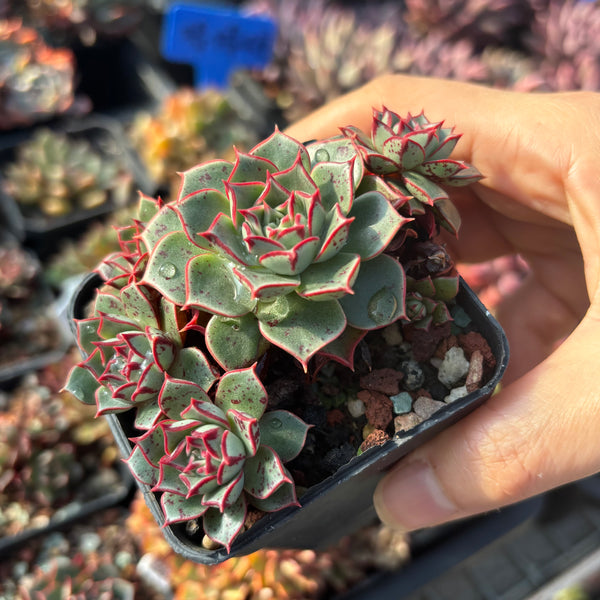 Echeveria Halo 光晕