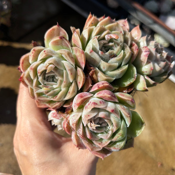 Echeveria Moonscars 月痕 Succulents Delight New Hybrid