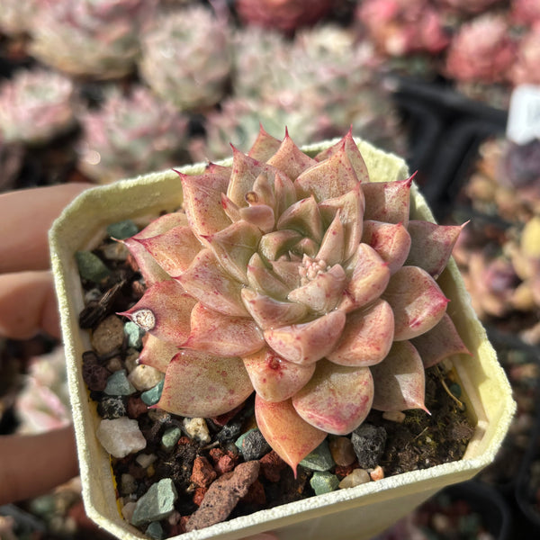 Echeveria Pink Planet 粉色星球 - with dark lines, Succulent Delight 2026 new hybrid