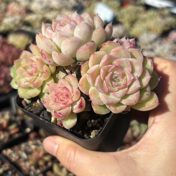 Echeveria Snow White 白雪公主 Succulents Delight New Hybrid