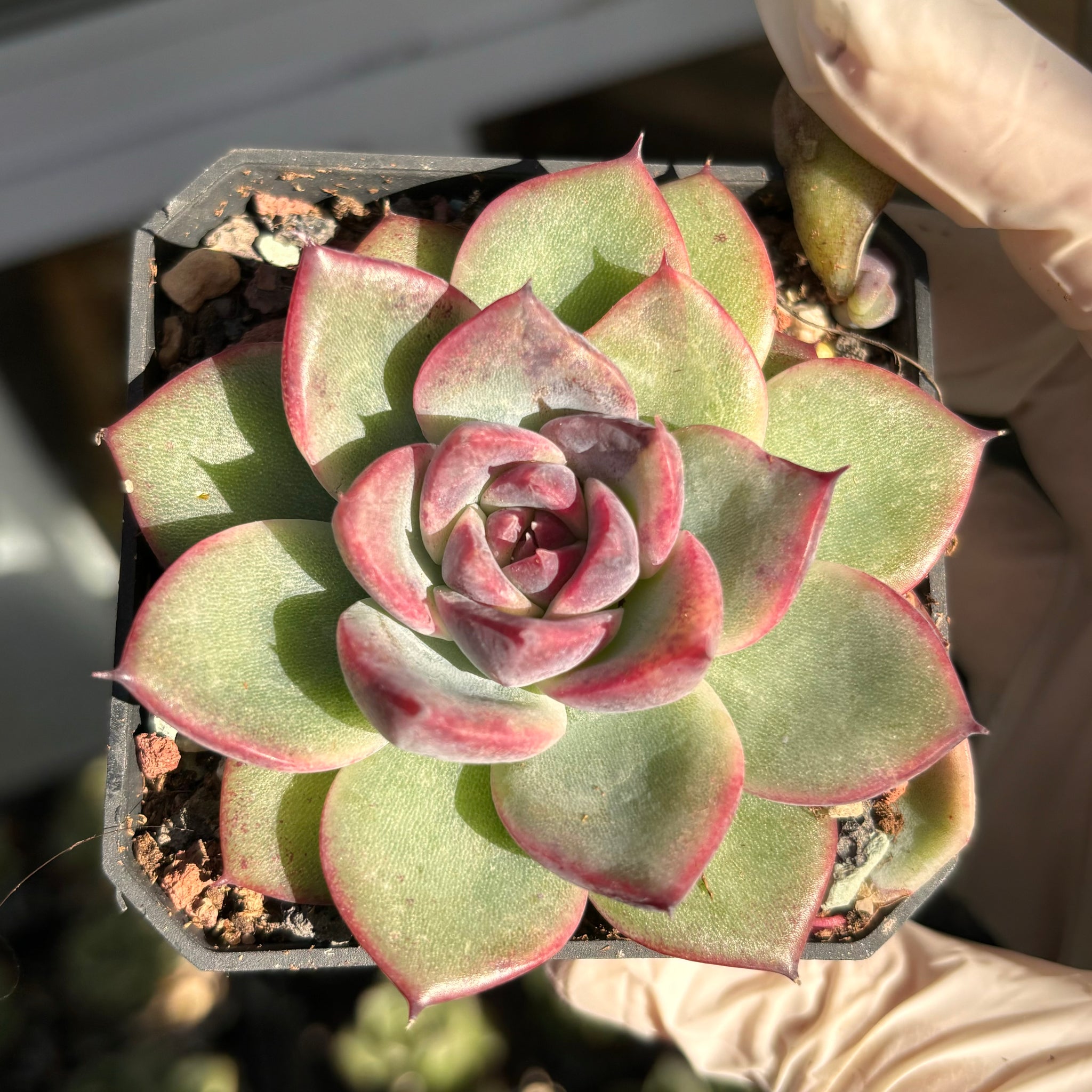 Echeveria Black Magic 黑魔法 Succulent Delight New Hybrid