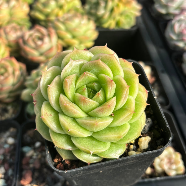 Echeveria Crystal Malgan 水晶麦秆 Succulent Delight new hybrid