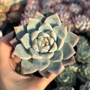 Echeveria Laura 罗拉 Succulent Delight new hybrid