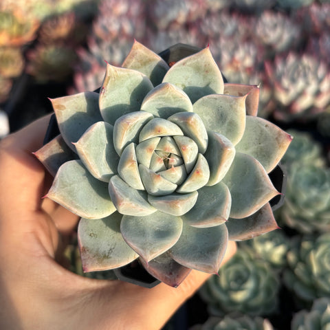 Echeveria Laura 罗拉 Succulent Delight new hybrid