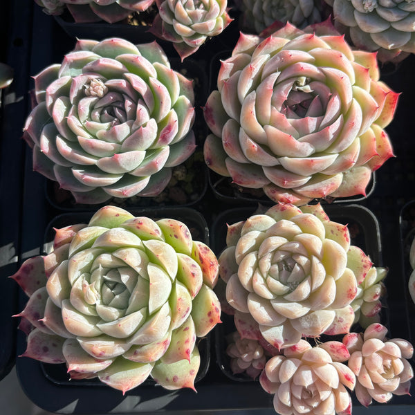 Echeveria Nocturne 夜曲 - Succulents Delight New Hybrid