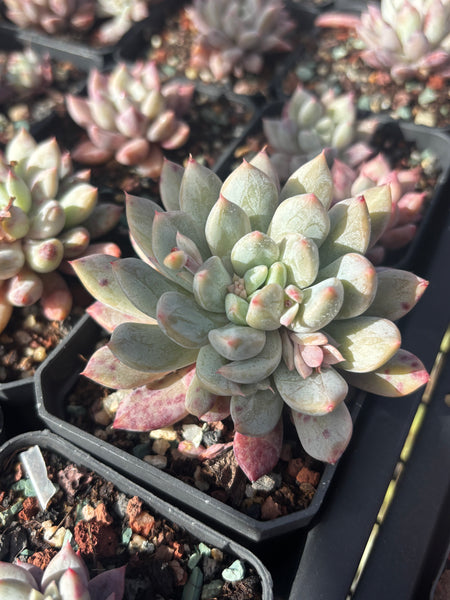 Pachyveria Stalactite 钟乳石 Succulents Delight New Hybrid