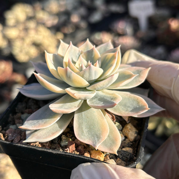 Echeveria subsessilis variegated 皮氏锦