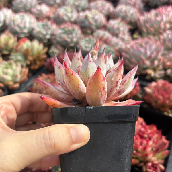 Echeveria Katarina 卡特琳娜  - Succulents Delight New Hybrid