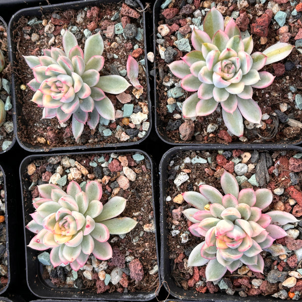 Echeveria Mebina variegated 女雏锦