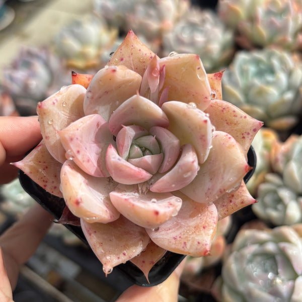 Echeveria Perfect Lover 完美恋人 Succulent Delight New Hybrid