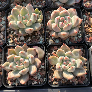 Echeveria Katelyn 凯特琳