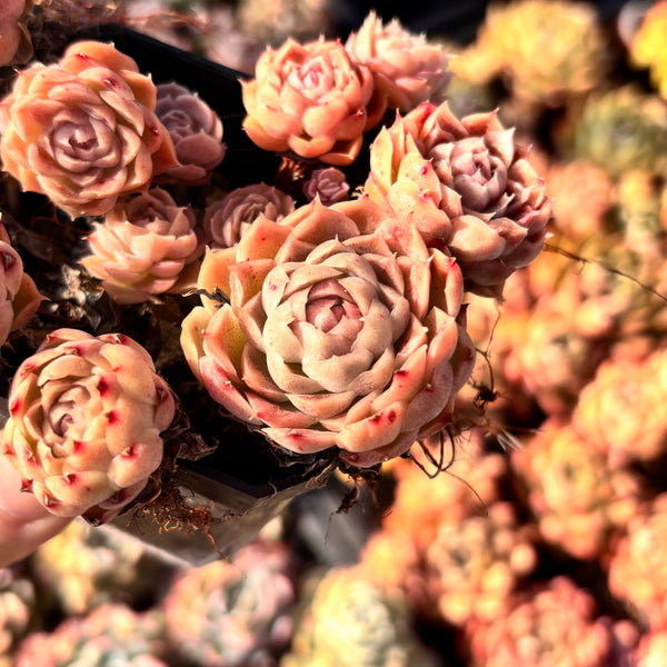 Echeveria Elegans Water Paint 水墨画
