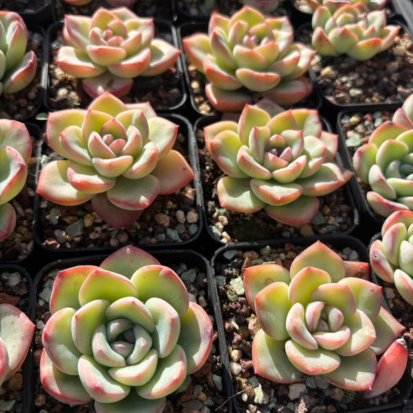 Echeveria Snow Flake 雪花