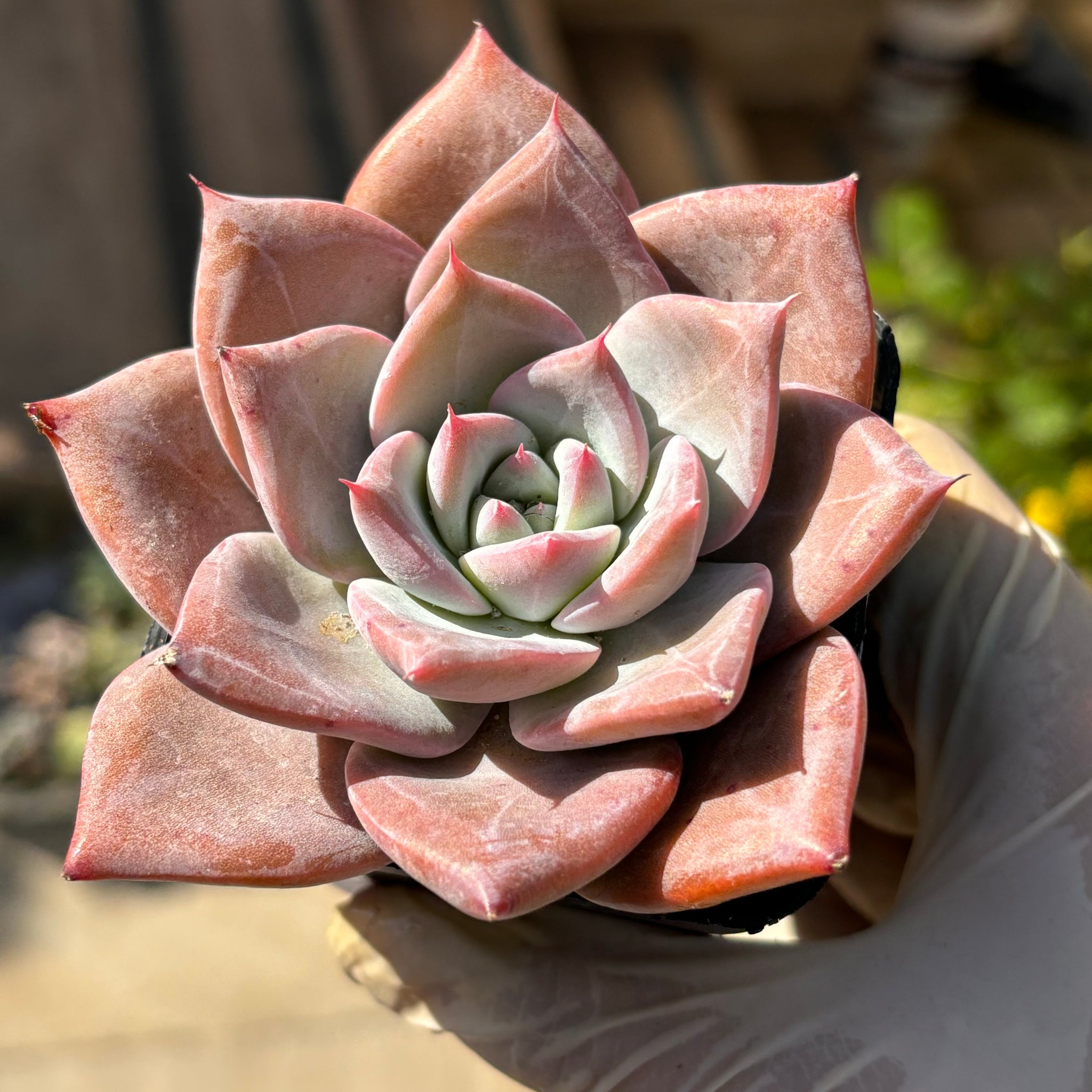 Echeveria Perfect Lover 完美恋人 Succulent Delight New Hybrid