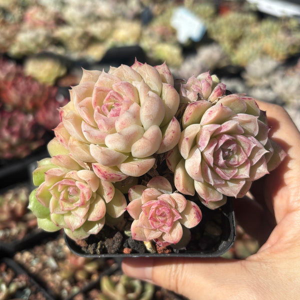 Echeveria Snow White 白雪公主 Succulents Delight New Hybrid