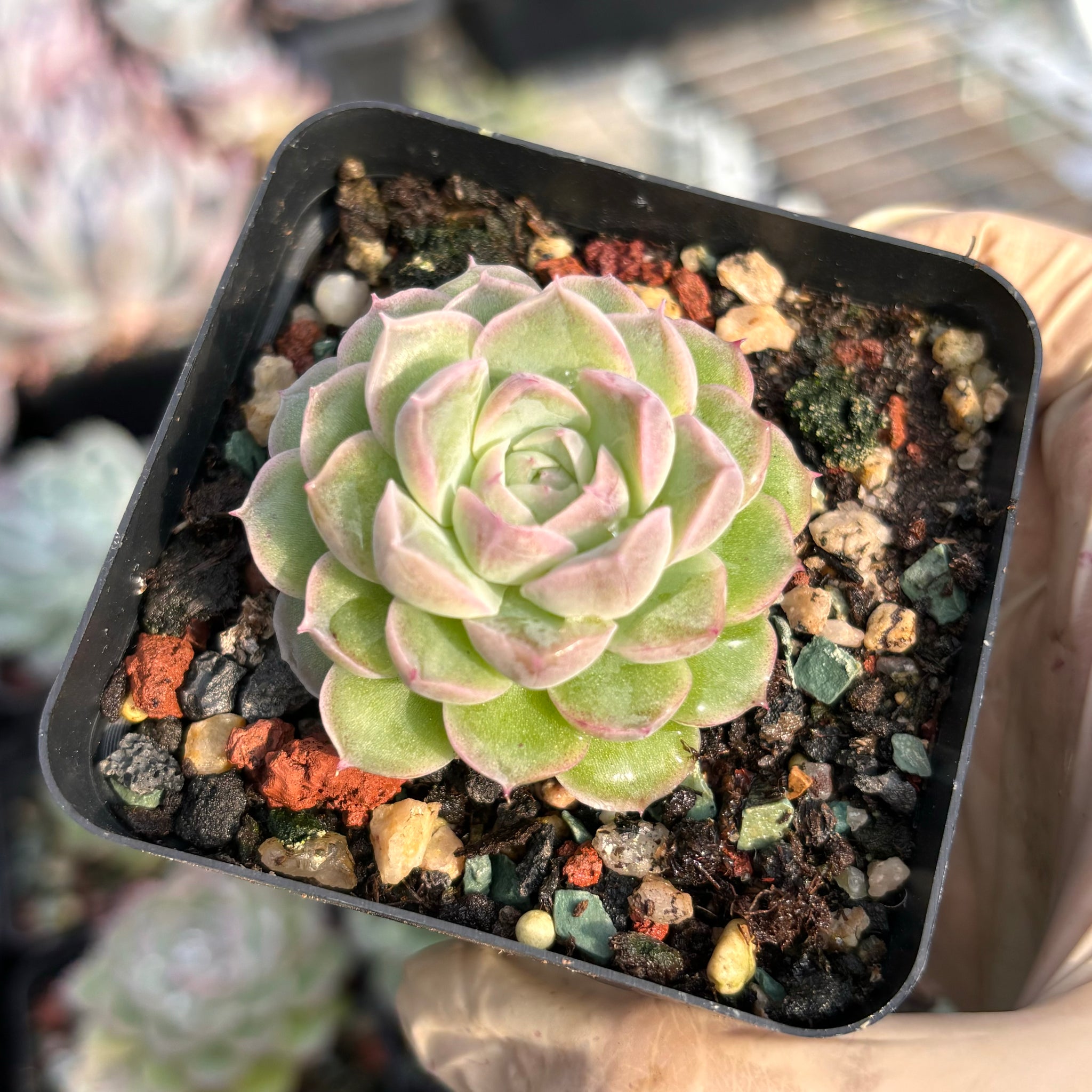 snow white succulent Echeveria Snow White 白雪公主Succulents Delight New Hybrid