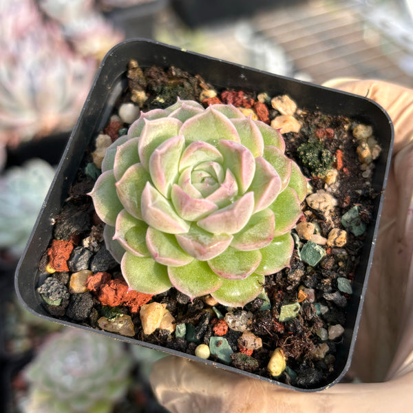 Echeveria Snow White 白雪公主 Succulents Delight New Hybrid