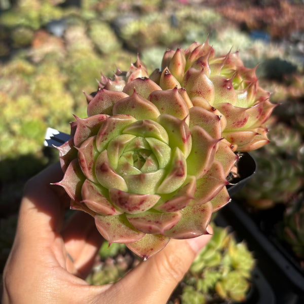 Get the same Echeveria Mulgan sp cluster No. 1