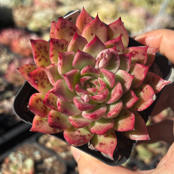 Echeveria Red Queen 红女王 Succulent Delight new hybrid