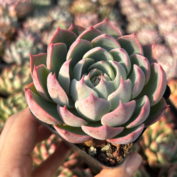 Echeveria Swirl 漩涡 Succulent Delight New Hybrid