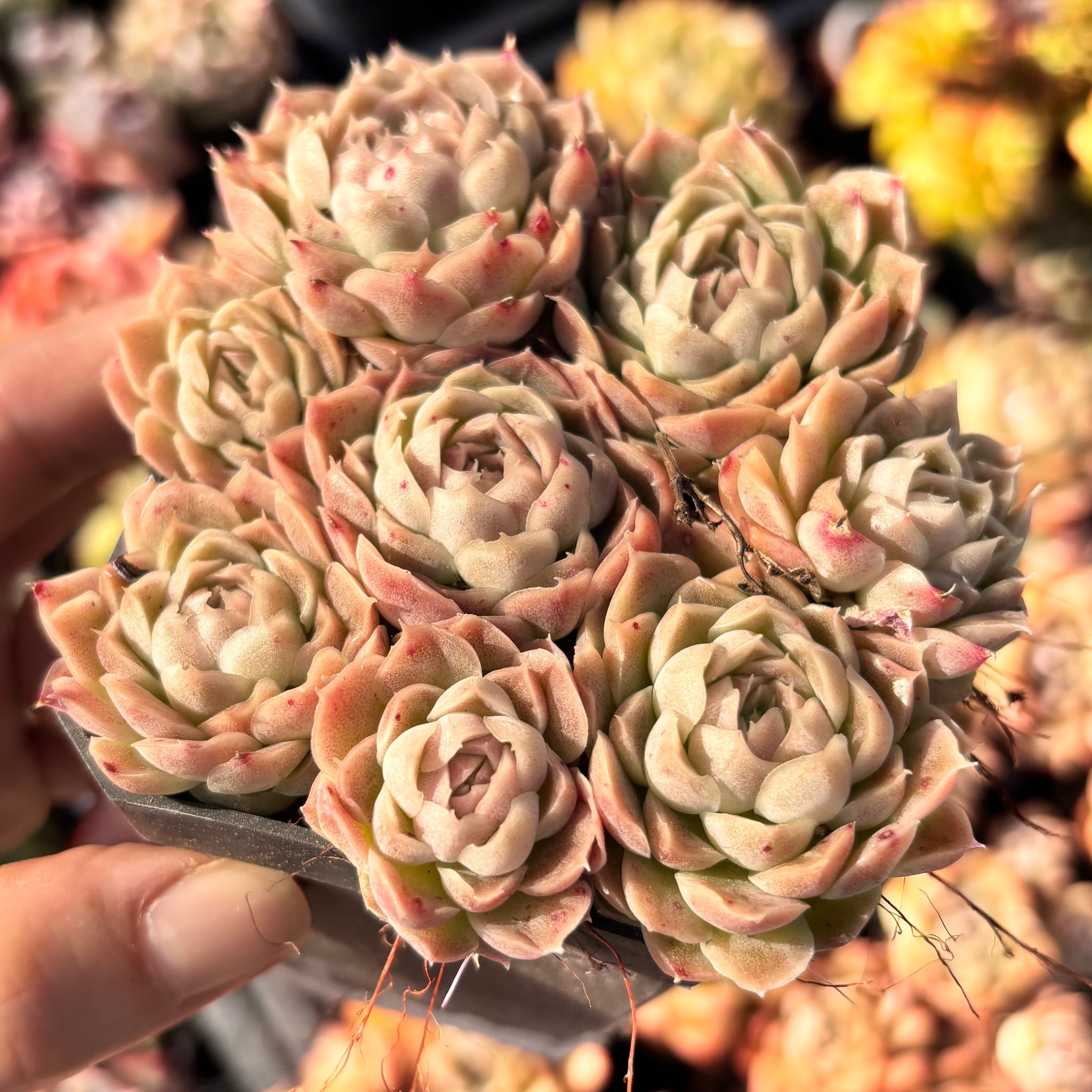 Echeveria Elegans Water Paint 水墨画