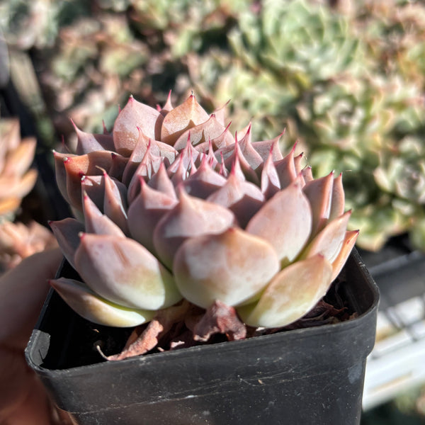 Echeveria Cold Fire 冷焰