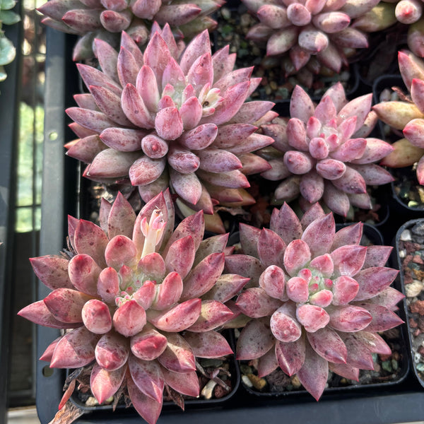 Pachyveria Red Grape 红葡萄