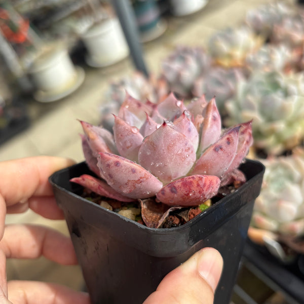 Echeveria Perfect Lover 完美恋人 Succulent Delight New Hybrid
