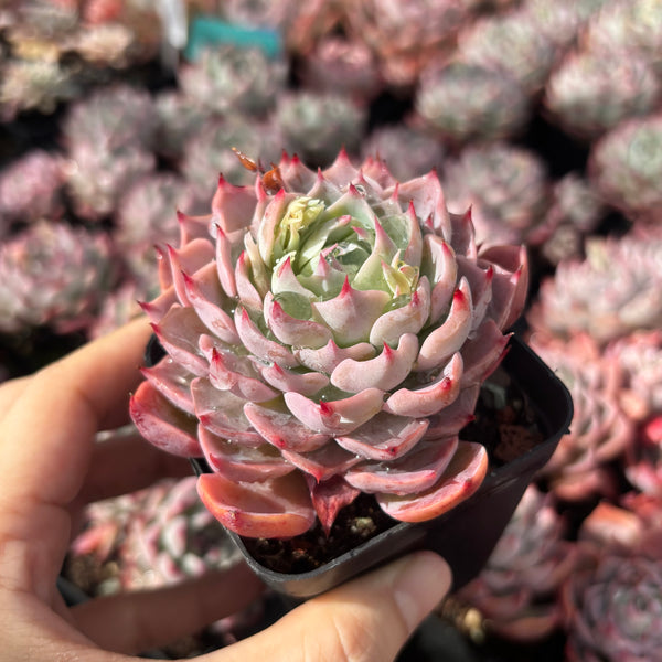 Echeveria Swirl 漩涡 Succulent Delight New Hybrid