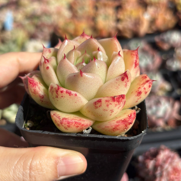 Echeveria Pink Tips Malgan 粉尖麦秆 Succulent Delight new hybrid