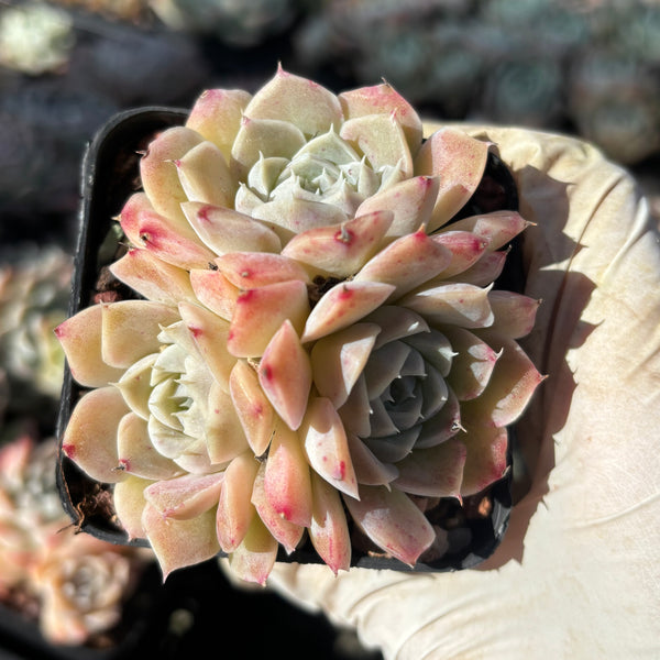 Echeveria Queen of Silversea 银海女王