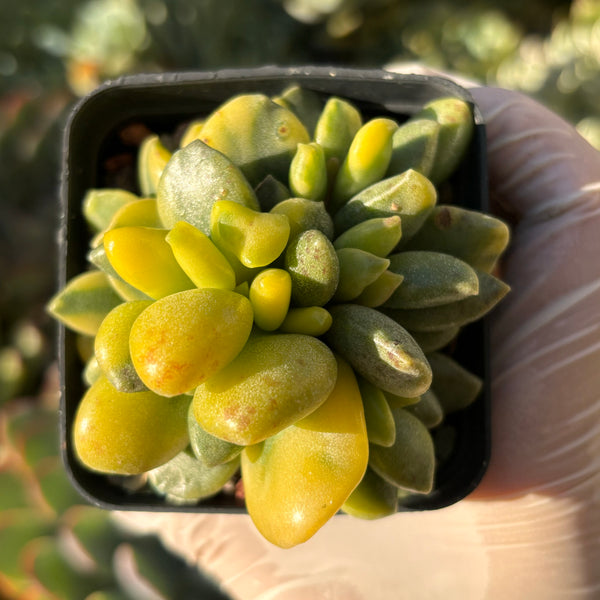 Adromischus hemisphaericus variegata 松虫水泡锦