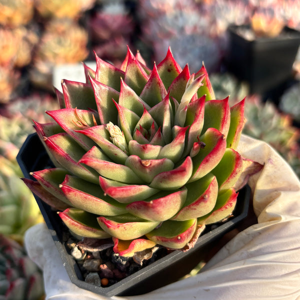 Echeveria Enchantress 红颜 Succulents Delight New Hybrid