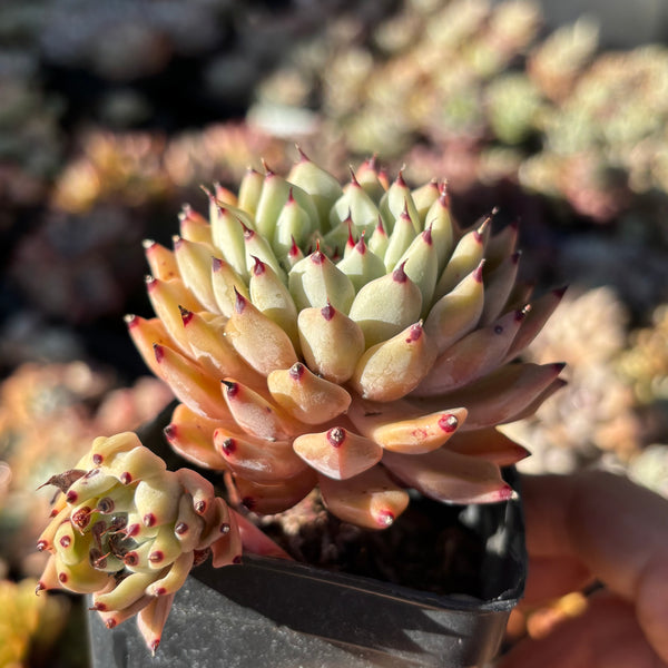 Echeveria cuspidata var. zaragozae 绿爪
